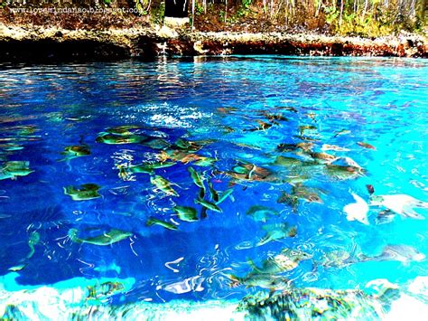 De Enchanted River: Een Magische Wandeling Door een Wonderlijke Onderwaterwereld!