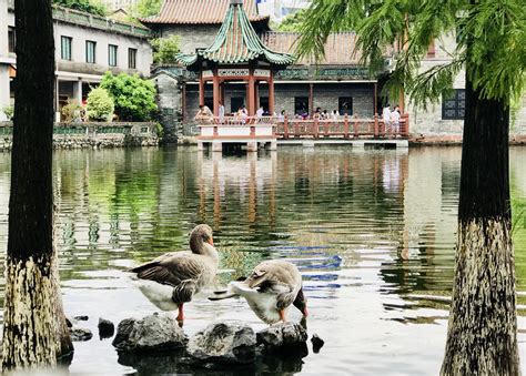  Het Keyuan-Tuin: Een Oase van Kalmte en Traditionele Schoonheid in Dongguan!